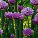 50 Count Chive Seeds - NON-GMO