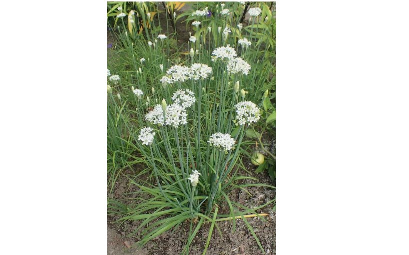 Count Garlic Chive Seeds - NON-GMO 50 Seeds
