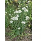 Count Garlic Chive Seeds - NON-GMO 50 Seeds