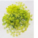20  Dill Seeds / Bouquet Dill, Non-GMO - Fresh Herb Seeds for Garden
