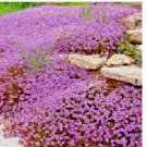Creeping Thyme Seeds: Perennial Herb & Purple Groundcover, USA 5000 Seeds