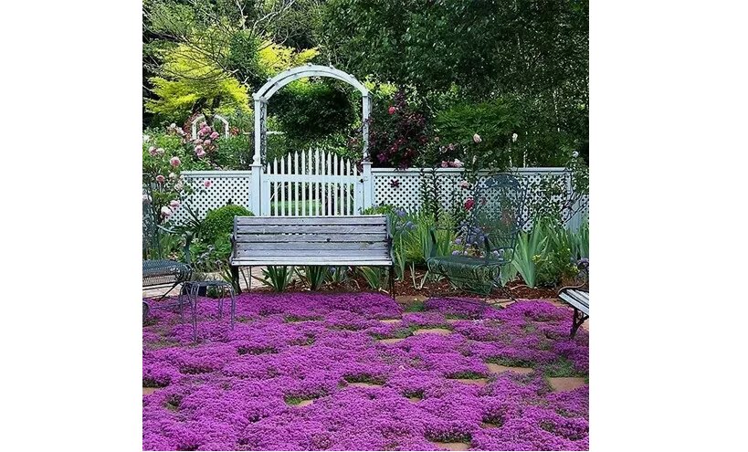 Creeping Thyme Seeds | Non-GMO Herb Seeds 300 Seeds