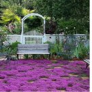 Creeping Thyme Seeds | Non-GMO Herb Seeds 300 Seeds