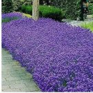 150+ Italian Lavender Seeds | Heirloom - Non-GMO