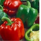 California Wonder 300 TMR Bell Pepper Seeds | Heirloom / Non-GMO 60 Seeds