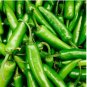 60 Serrano Pepper Seeds | Heirloom / Non-GMO