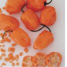 40 Orange Habanero Pepper Seeds | Heirloom / Non-GMO