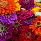 40 California Giant Zinnia Flower Seeds | Non-GMO | Fresh Annual Flower Seeds