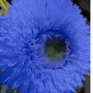 50 Blue Teddy Bear Sunflower Seeds - Stunning Annual Blooms for Your Garden