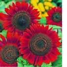 50 Sunflower Seeds for Planting- Vibrant Red Velvet Queen, Heirloom