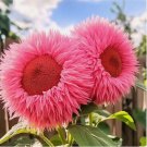 Pink Enchanting Giant Teddy Bear Sunflower Seeds 50pcs