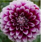 Dahlia Seeds - Fresh Flower Seeds Annual - Gardening Garden Plant Non GMO 35 Seeds