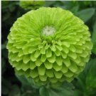 100+  GREEN ZINNIA FLOWER SEEDS  "ENVY" GARDEN bees BIRDS ANNUAL