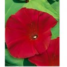 30+ MORNING GLORY FLOWER SEEDS  SCARLET O' HARA climber vine ANNUAL