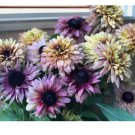 125+ Vintage Mix Rudbeckia Seeds Seeds Annual Flower Seeds Garden