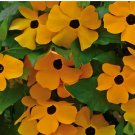 50+ BLACK EYED SUSAN VINE SEEDS  annual FLOWER orange YELLOW garden