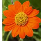 50+ MEXICAN SUNFLOWER SEEDS  Tithonia ANNUAL ORANGE flower GARDEN
