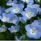 300+ BABY BLUE EYES SEEDS  ANNUAL flower GARDEN bees BUTTERFLIES