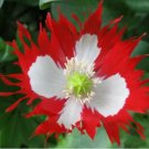 500+ DANISH FLAG POPPY SEEDS  RED white ANNUAL flower GARDEN