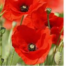 1000+ RED CORN POPPY FLOWER SEEDS  ANNUAL garden FLANDERS FIELD