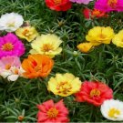 500+ MOSS ROSE SEEDS  PORTULACA DOUBLE MIX annual FLOWER garden