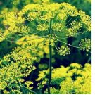 250 Bouquet Dill Seeds | NON-GMO Dill Seeds | Fresh Heirloom Garden Seeds