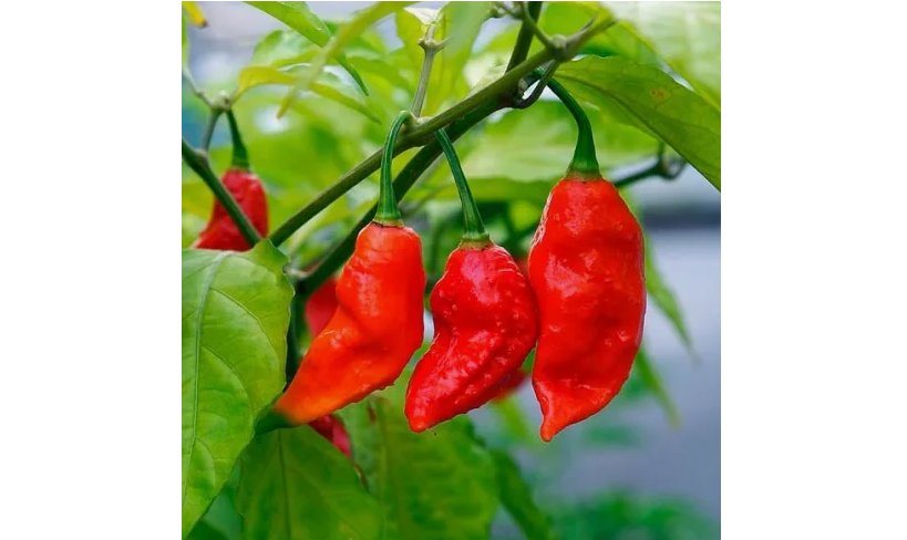 20    Ghost Pepper Seeds / Bhut Jolokia Pepper Seeds | Non-GMO