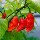 20 Ghost Pepper Seeds / Bhut Jolokia Pepper Seeds | Non-GMO 20 Ghost Pepper Seeds / Bhut Jolokia Pepper Seeds | Non-GMO