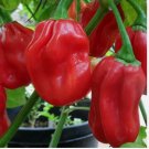 40 Red Habanero Pepper Seeds | Heirloom / Non-GMO