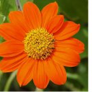 50+ MEXICAN SUNFLOWER SEEDS  Tithonia ANNUAL ORANGE flower GARDEN