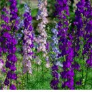 200+ LARKSPUR SEEDS 200+ "ROCKET" MIX purple WHITE annual FLOWER garden