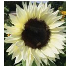 50+ ITALIAN WHITE SUNFLOWER SEEDS 50+ annual FLOWER garden BEES birds