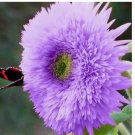 Purple Teddy Bear Sunflower Seeds for Planting Non-GMO Heirloom 50pcs
