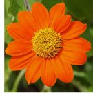 MEXICAN SUNFLOWER SEEDS 50+ Tithonia ANNUAL ORANGE flower GARDEN 50+ Seeds