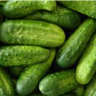 250 Homemade Pickles Cucumber Seeds, NON-GMO, Heirloom