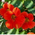 20 Empress Of India Nasturtium Seeds | Non-GMO
