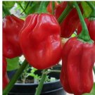 40 Red Habanero Pepper Seeds | Heirloom / Non-GMO