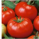 50 Beefsteak Tomato Seeds | Heirloom / Slicing | Non-GMO