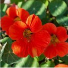 20 Empress Of India Nasturtium Seeds | Non-GMO