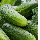 30 Boston Pickling Cucumber Seeds, Green Prolific, Gherkin, NON-GMO
