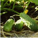 60 Boston Pickling Cucumber Seeds, Green Prolific, Gherkin, NON-GMO