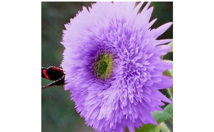 Rare Purple Teddy Bear Sunflower Seeds for Planting Non-GMO Heirloom 50pcs