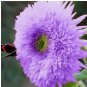 Rare Purple Teddy Bear Sunflower Seeds for Planting Non-GMO Heirloom 50pcs