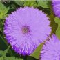Rare Purple Teddy Bear Sunflower Seeds for Planting Non-GMO Heirloom 50pcs