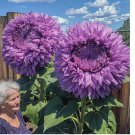 Rare Purple Enchanting Giant Teddy Bear Sunflower Seeds 50pcs