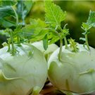 Giant White Kohlrabi Seeds | Heirloom | Non-GMO 50 Seeds