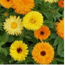 100+ CALENDULA FLOWER SEEDS  PACIFIC BEAUTY MIX annual ORANGE