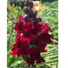 Snapdragon Dark Red Velvet Annual + gift 300 Seeds