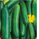 30 Beit Alpha Cucumber Seeds, Persian or Lebanese Cucumber, Burpless