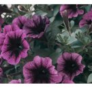 Indigo Twilight Petunia Seeds US SELLER Perennial Flowers Seed Annual Bulk 1000+ Seeds